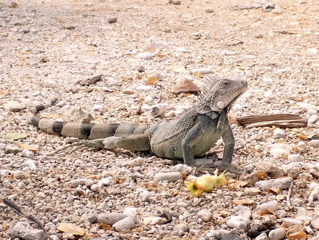 2020 Bonaire - Web 10 von 288