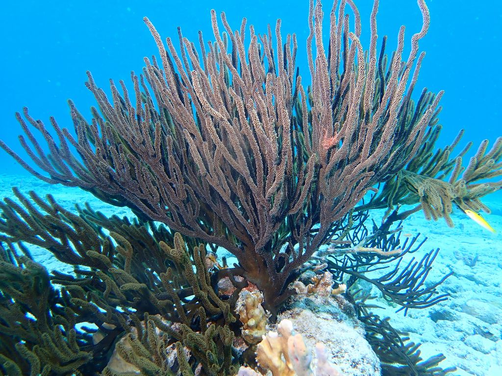 2020 Bonaire - Web 13 von 288
