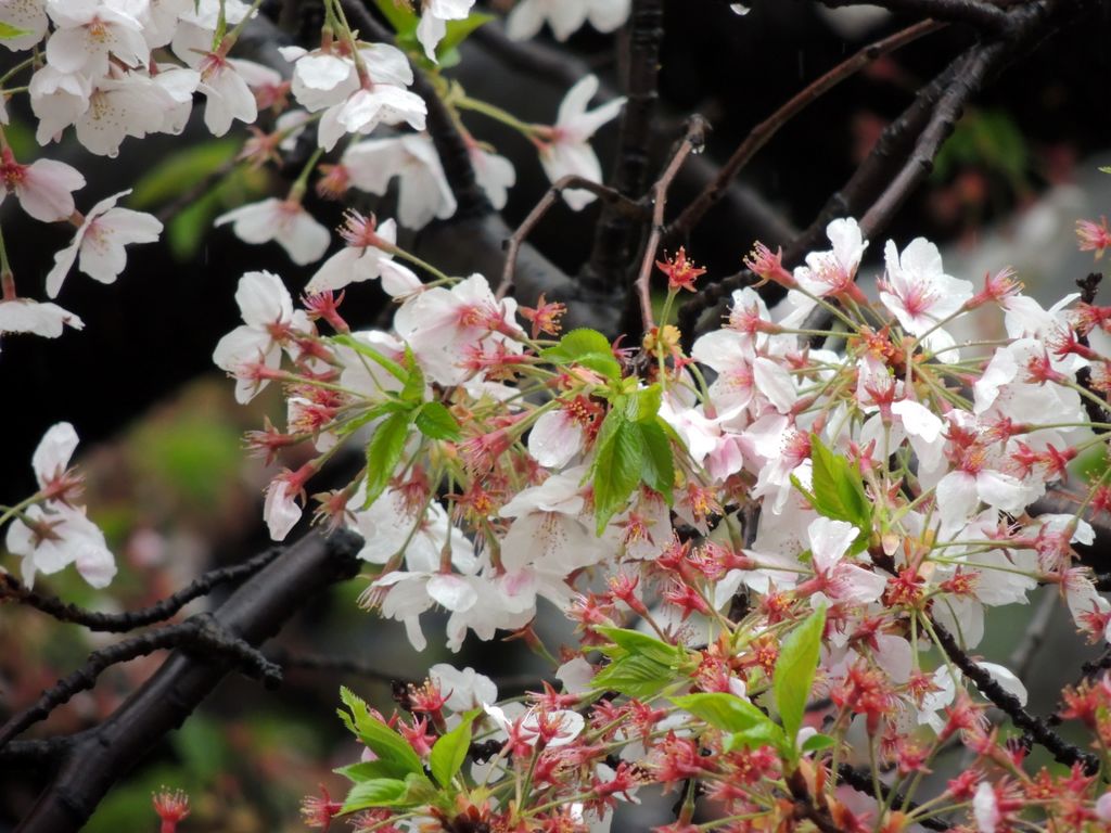 Tokio, Kirschblüte 