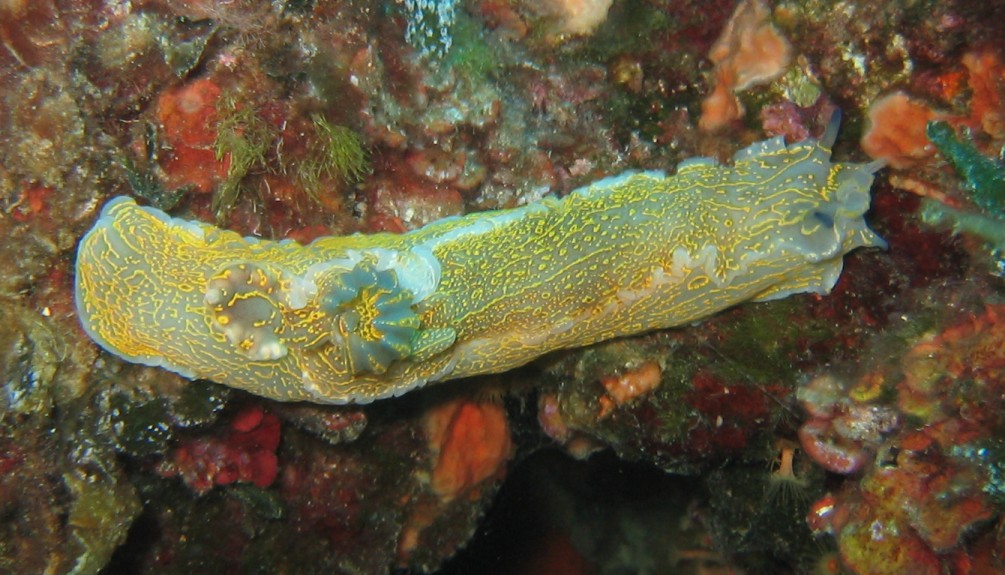 Elba - Bild 5 von 28 - Sternschnecke