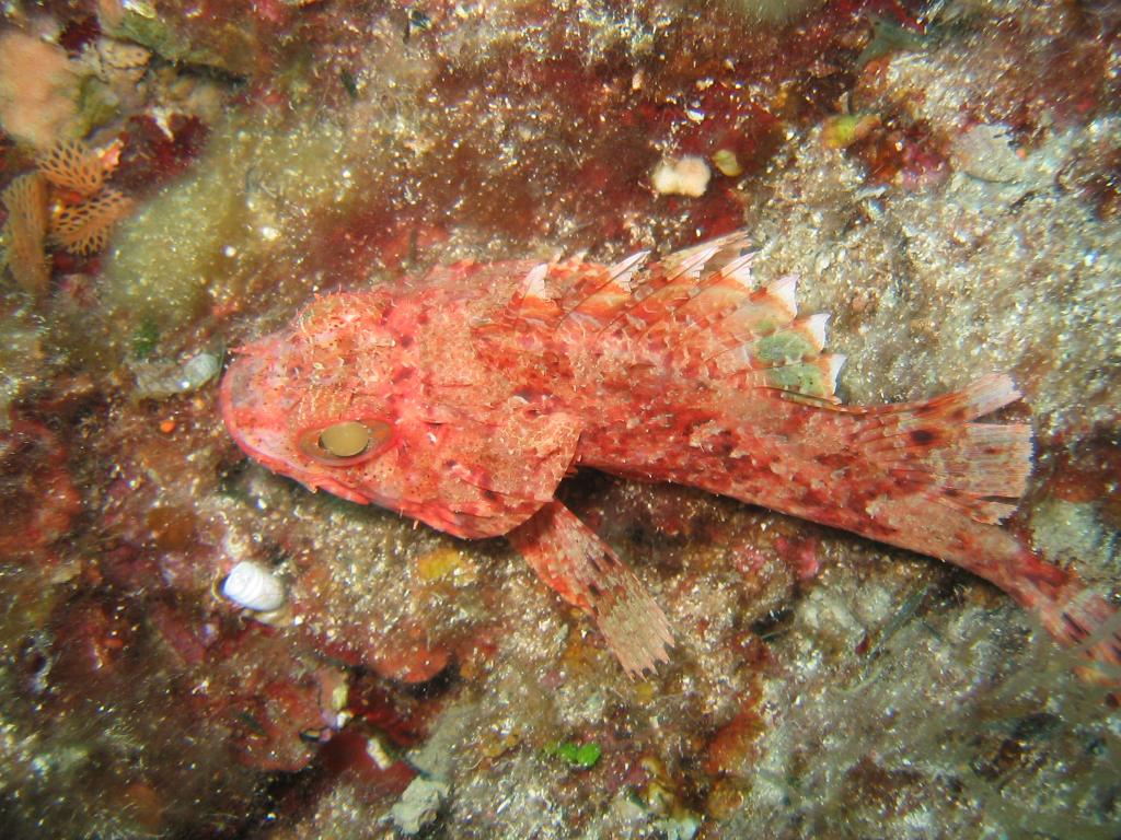 Elba - Bild 15 von 28 - kleiner Drachenkopf