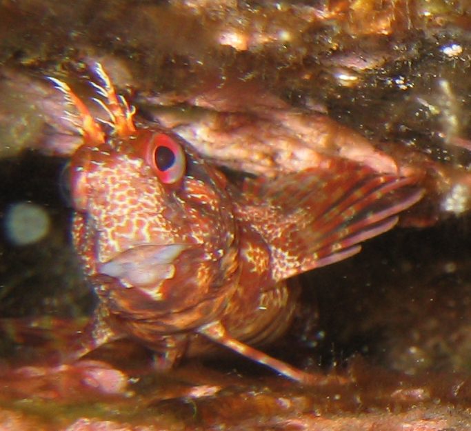 Elba - Bild 11 von 28 - Blenny.jpg