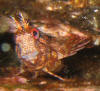 Blenny.jpg