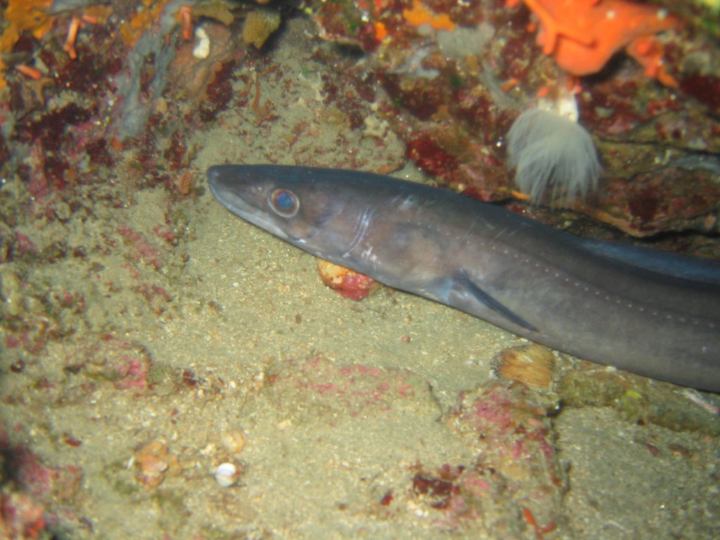 Elba - Bild 9 von 28 - Conger.jpg