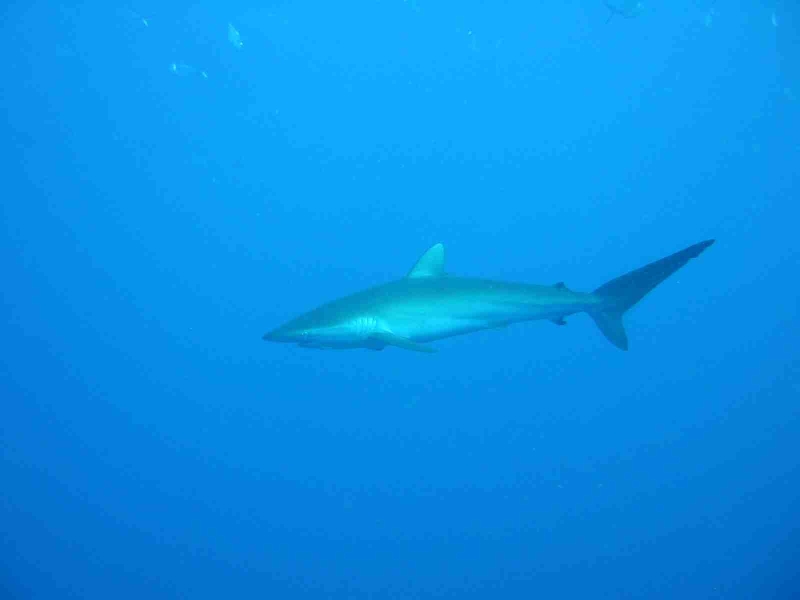 Galapagos - Bild 18 von 36 - Galapagos Hai (33214 Byte)
