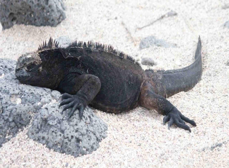 Galapagos - Bild 8 von 36 - Landechse - Marine Iguana (256034 Byte)
