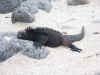 Landechse - Marine Iguana (256034 Byte)