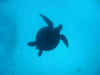 Schildkröte (41615 Byte)