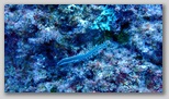 Wurm Bild