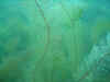 102_0278 Bewuchs 1.jpg (77673 Byte)