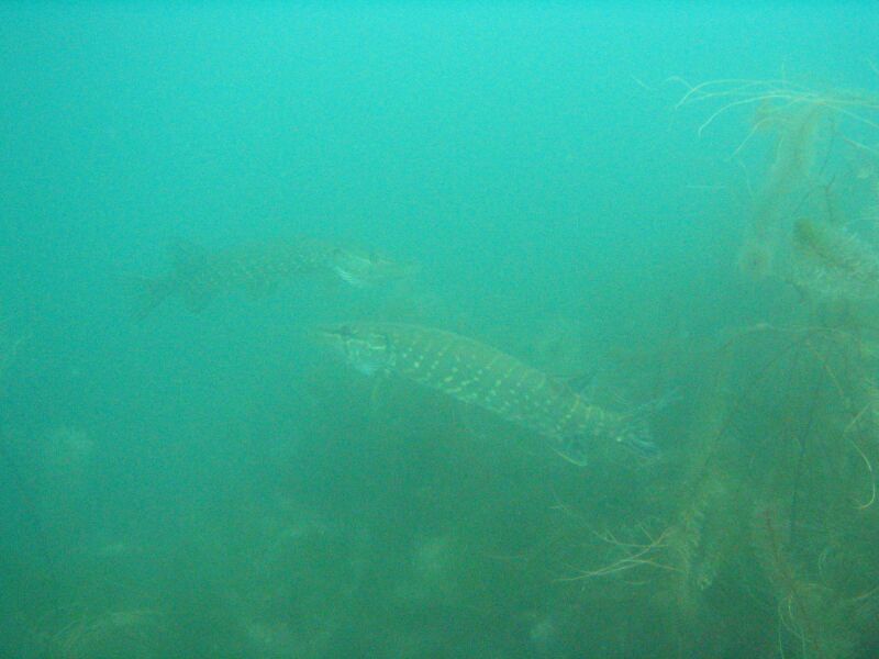 Ilsesee - Bild 13 von 14 - 102_0293_Hechte_im_Doppel.jpg