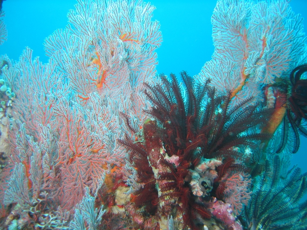 Indonesien - Bild 5 von 67 - Trawangan - Wasser - Faecher mit Haarsternen