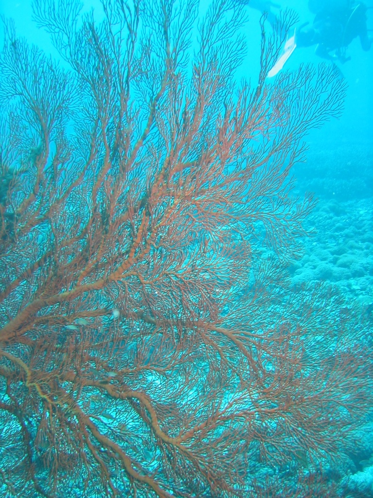 Indonesien - Bild 11 von 67 - Trawangan - Wasser - Gorgonien