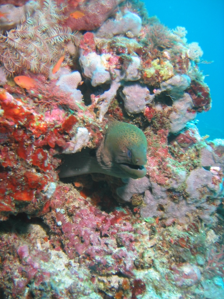 Indonesien - Bild 12 von 67 - Trawangan - Wasser - Muraenen