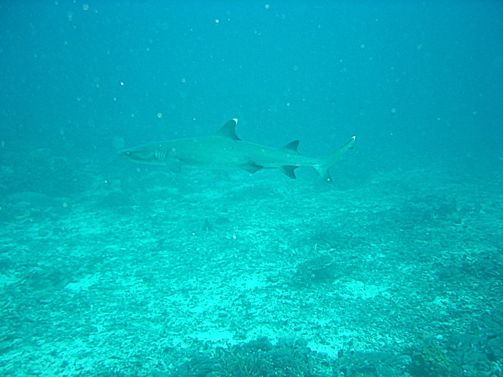 Indonesien - Bild 3 von 67 - Trawangan - Wasser - Weiss-Spitzenriffhai