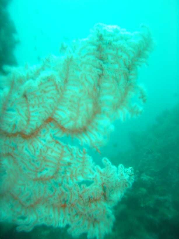 Indonesien - Bild 24 von 67 - Lombok - Wasser - Grau aber toller Bewuchs