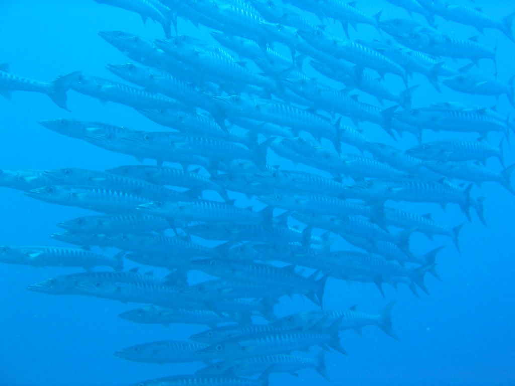 Indonesien - Bild 29 von 67 - Manado - Wasser - Barrakudas