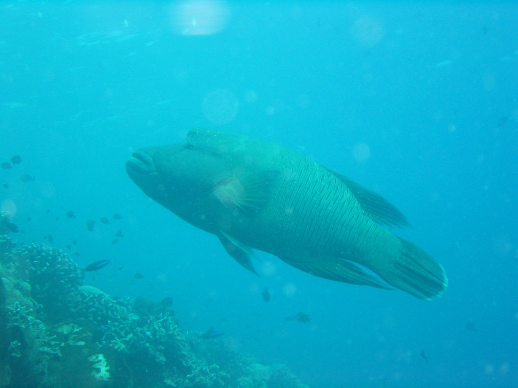 Indonesien - Bild 30 von 67 - Manado - Wasser - Napoleon