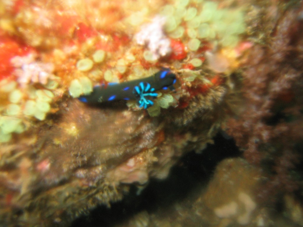 Indonesien - Bild 46 von 67 - Lembeh - Wasser - Blau-Schwarze Schnecke