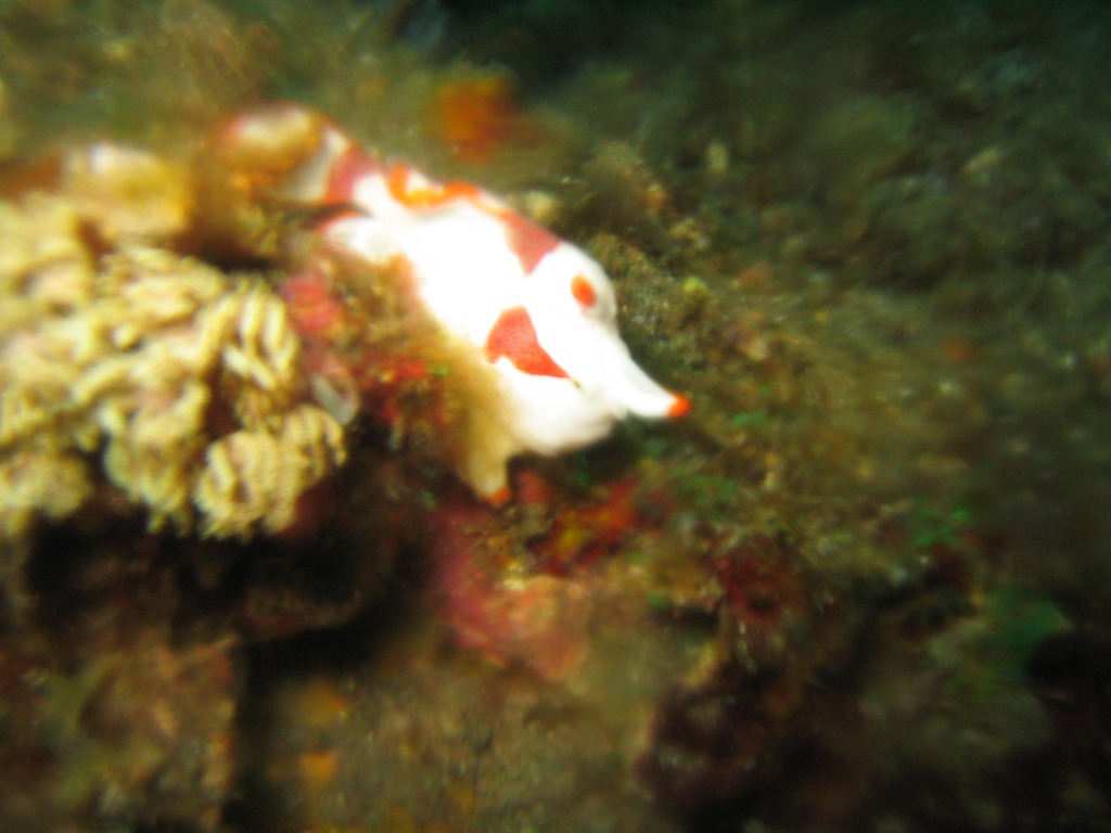 Indonesien - Bild 43 von 67 - Lembeh - Wasser - Clown-Frogfish