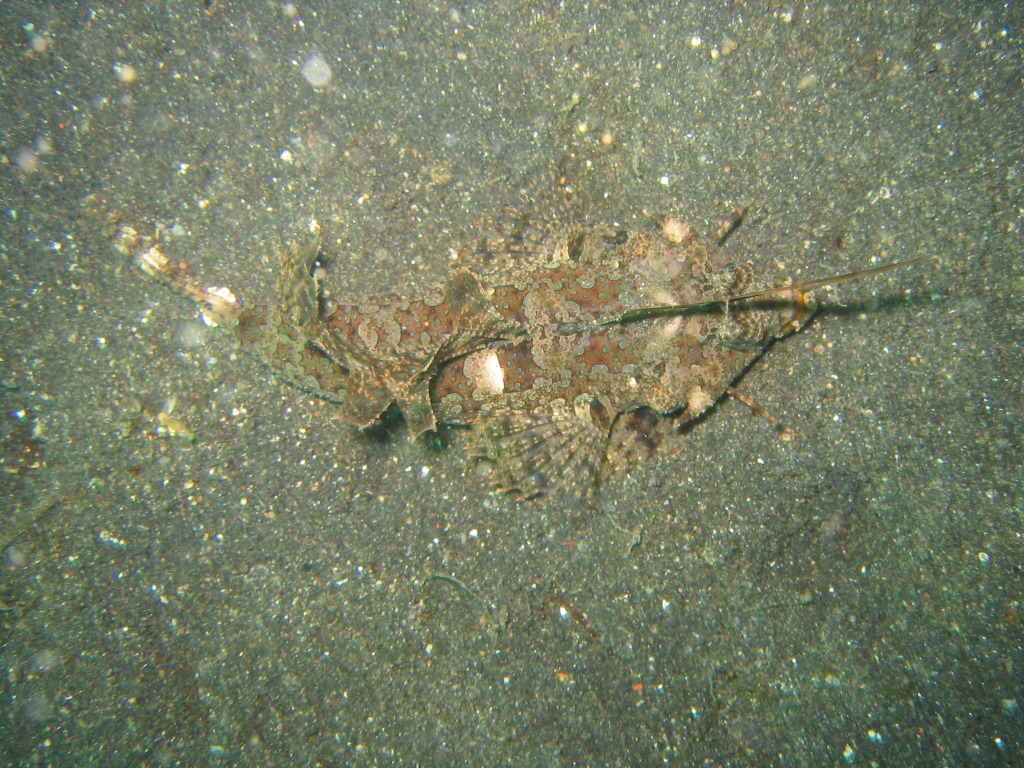 Indonesien - Bild 44 von 67 - Lembeh - Wasser - Dragon-Fish