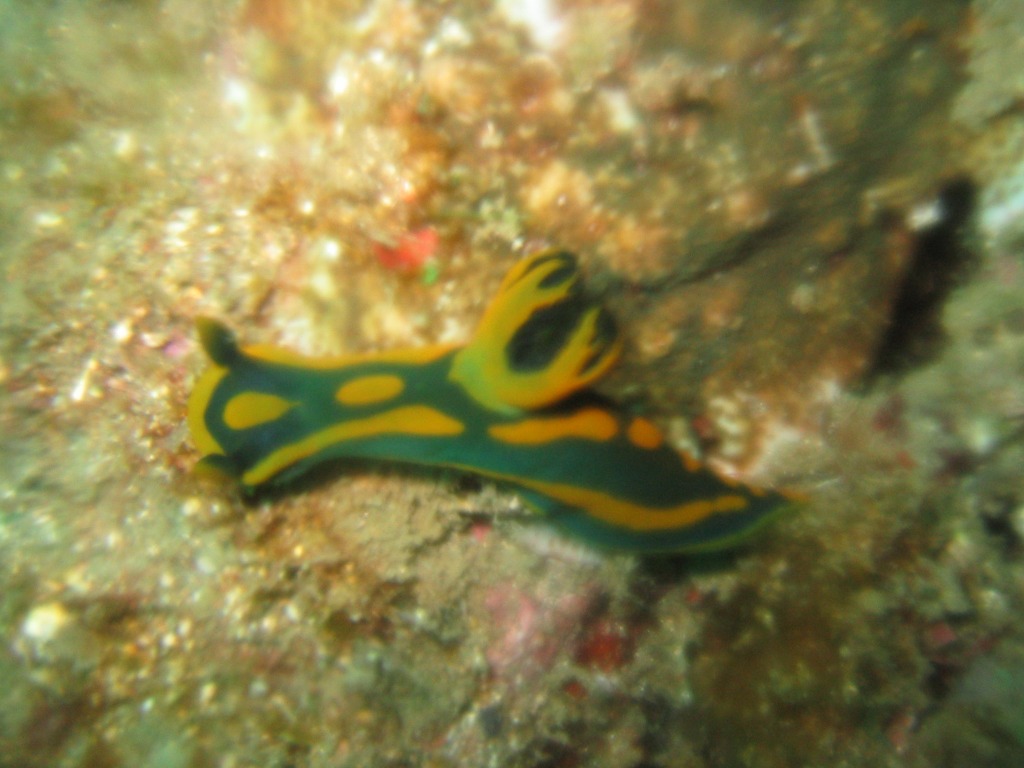 Indonesien - Bild 47 von 67 - Lembeh - Wasser - Gruene Sternschnecke