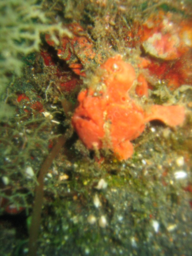 Indonesien - Bild 49 von 67 - Lembeh - Wasser - Oranger Anglerfisch