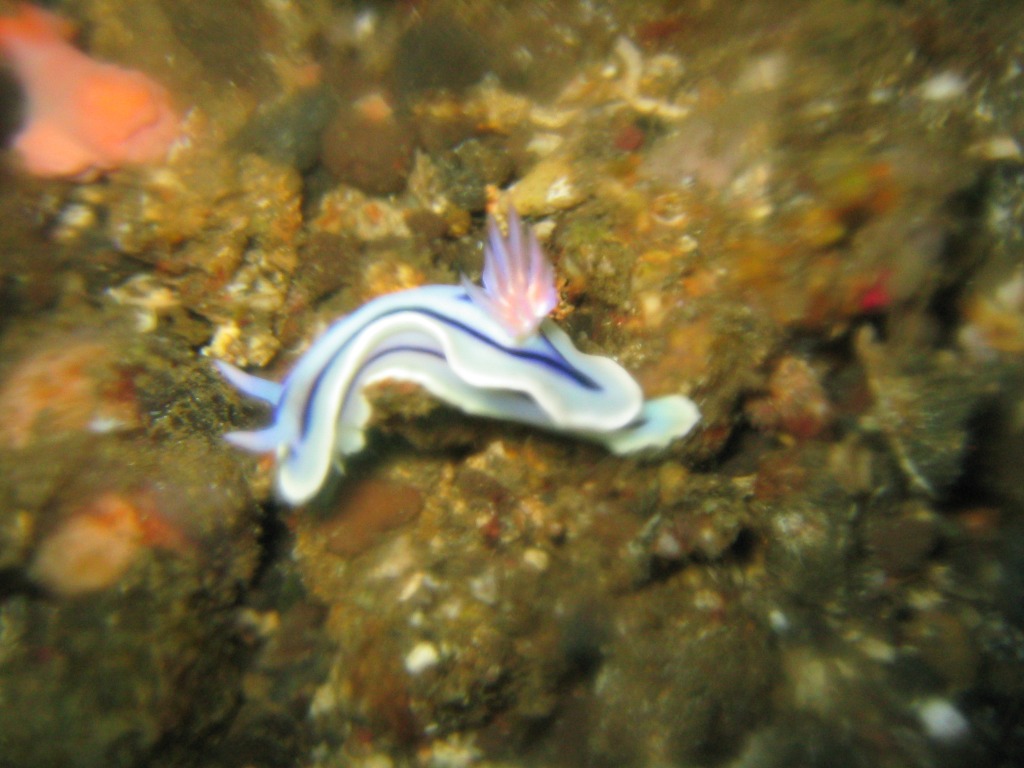 Indonesien - Bild 45 von 67 - Lembeh - Wasser - Weiss-Blaue Sternachnecke