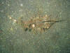 Lembeh - Wasser - Dragon-Fish