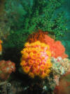 Lombok - Wasser - Krustenanemone