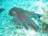Trawangan - Wasser - Oktopus
