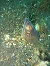 Lembeh - Wasser - Schlangen-Aal