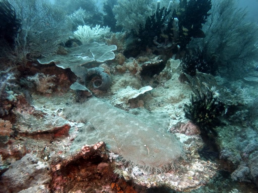 Teppichhai, Wobbegong 