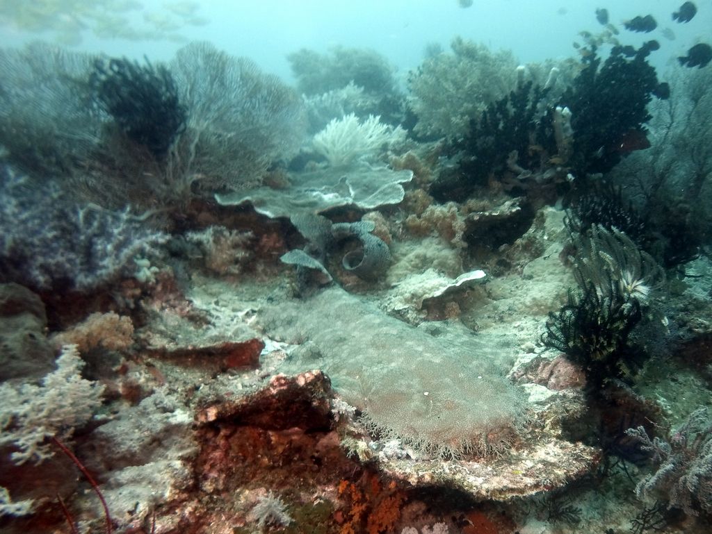 Teppichhai, Wobbegong 