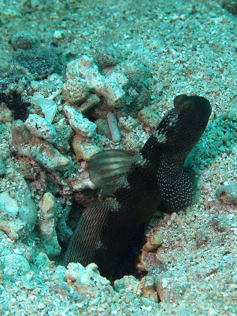 Schleimfisch - Blenny 