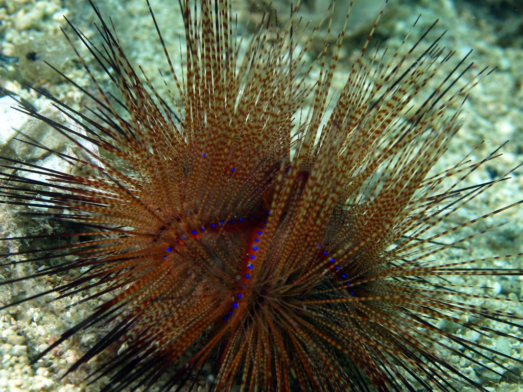 Nadelseeigel oder Diademseeigel? 