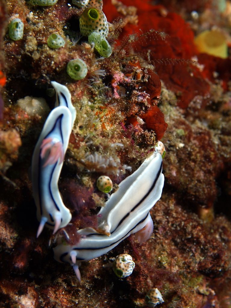 Prachtsternschnecke - Chromodoris ... 