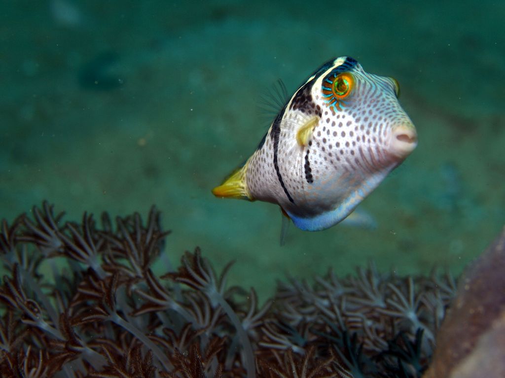 Sattel-Spitzkopfkugelfisch 