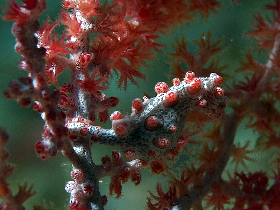 bargibanti pygmy seahorse 