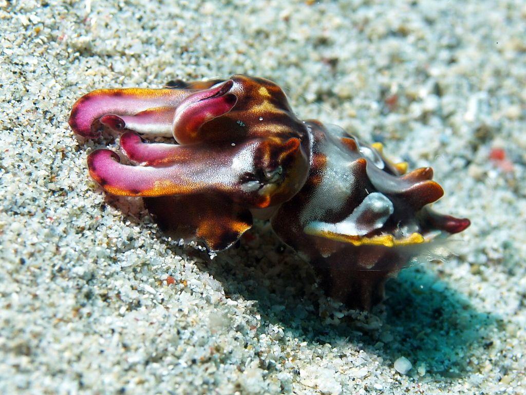 Prachtsepia - flamboyant cuttlefish 