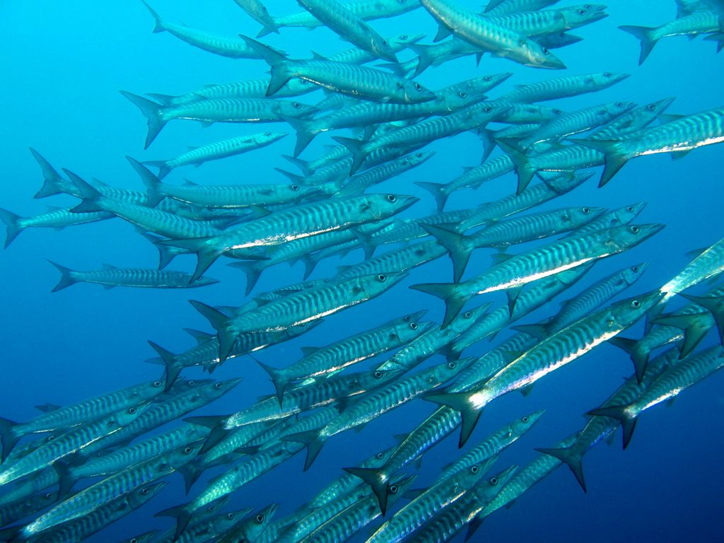 Blackfin Barracuda 