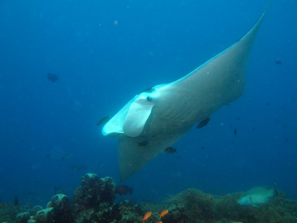 Manta 