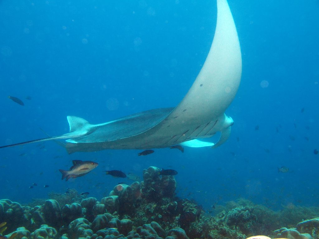 Manta 