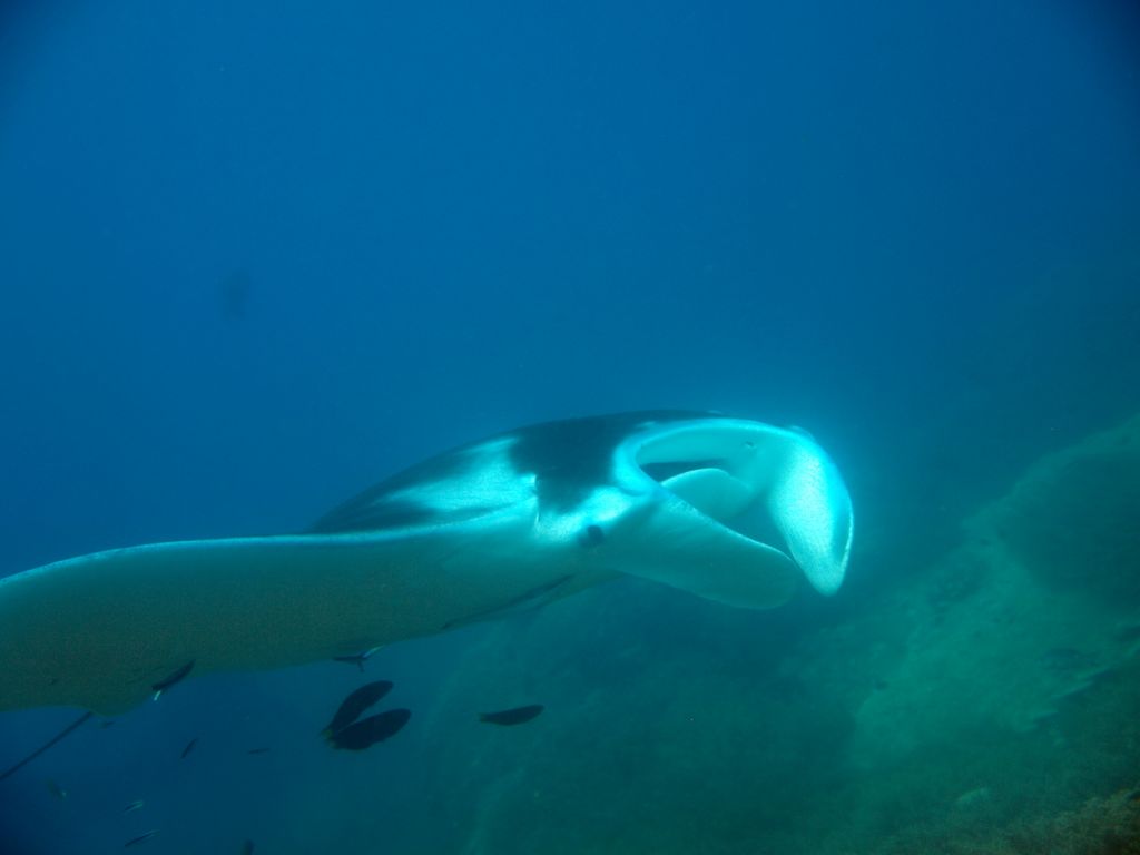 Oceanic Manta 