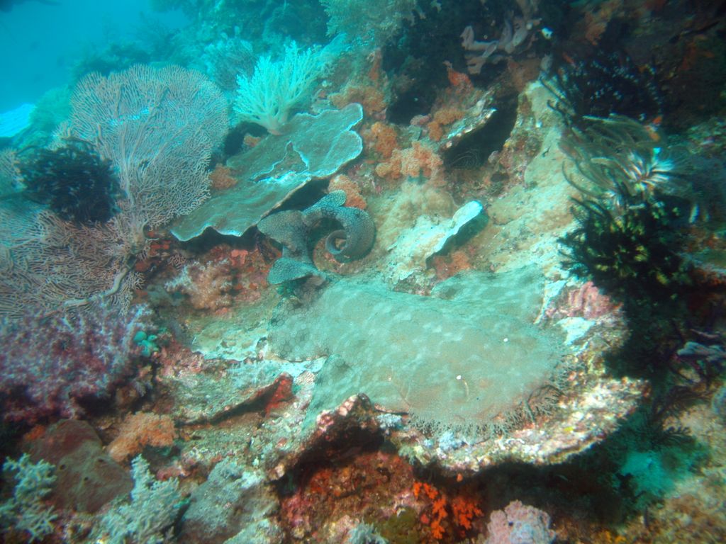 Teppichhai, Wobbegong 