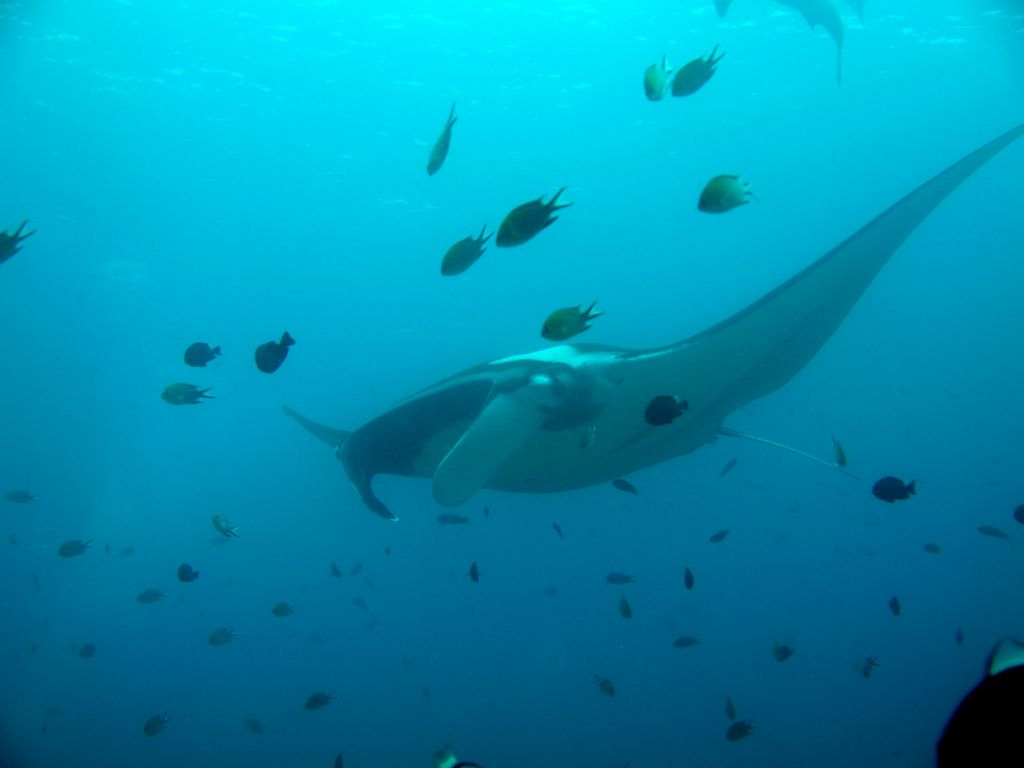 Manta 