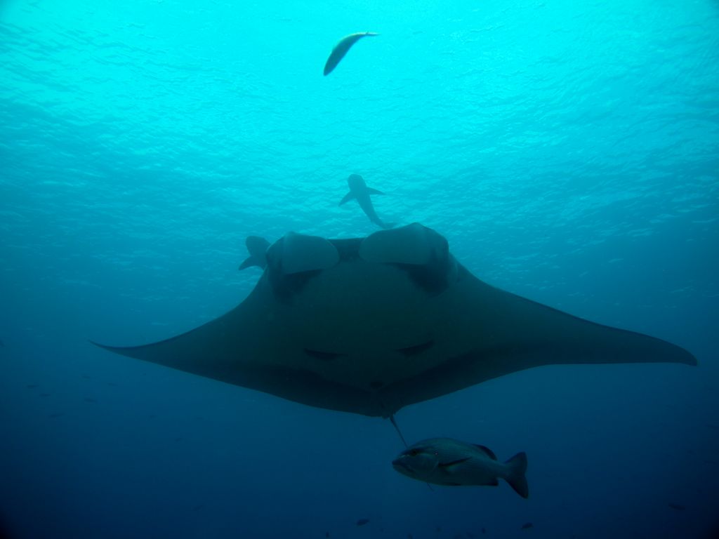 Manta 