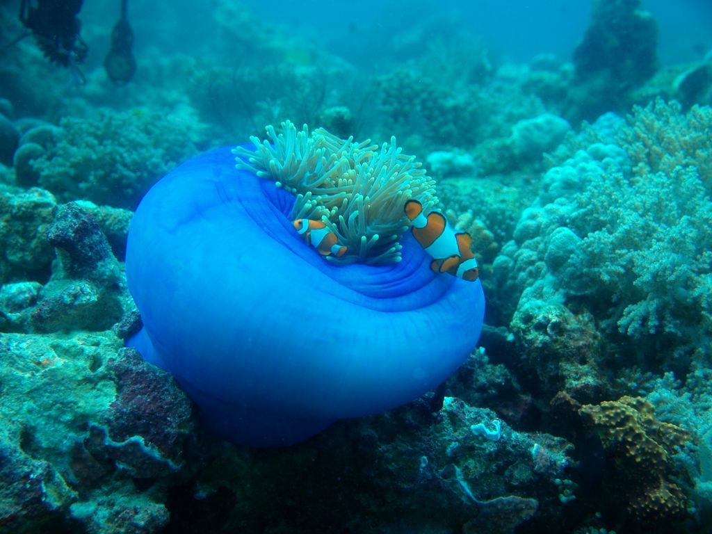 Kugelanemone mit Clownfischen 