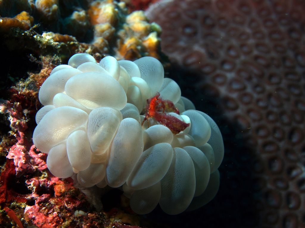 Blasenanemone mit Krabbe 