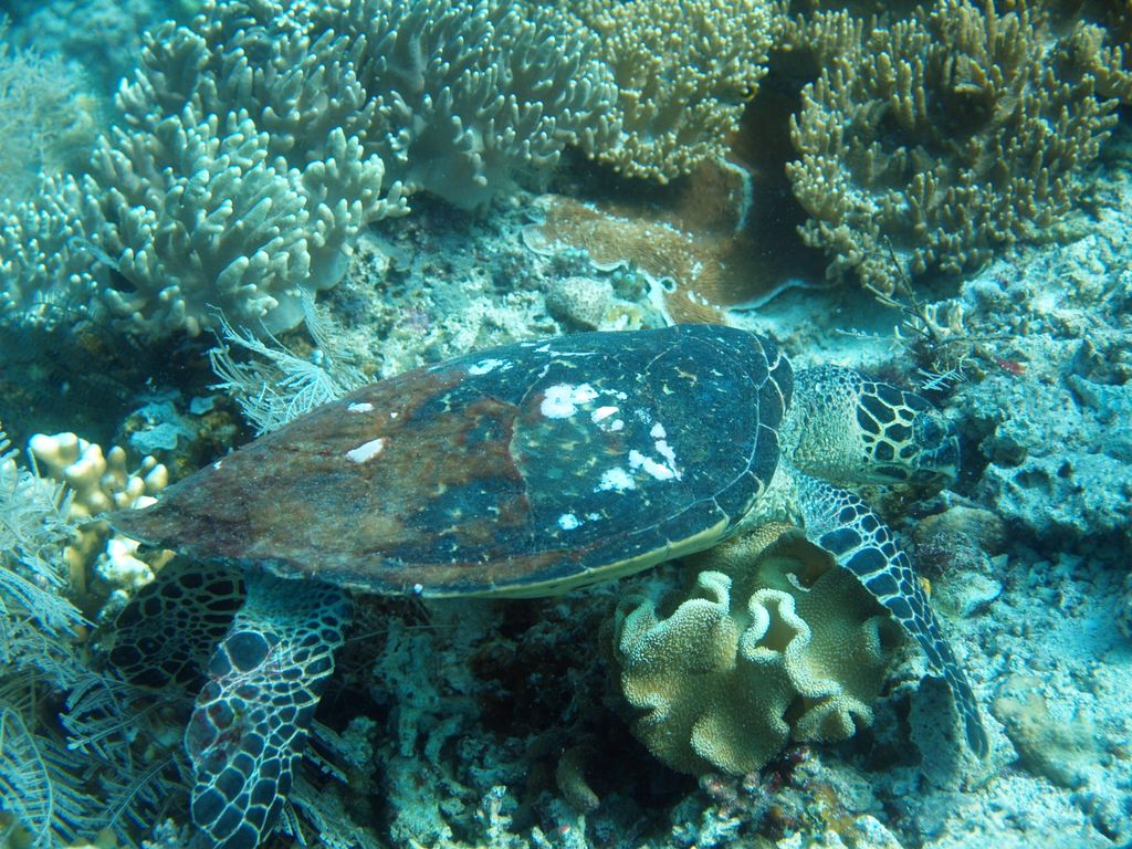 green turle - Suppenschildkröte 